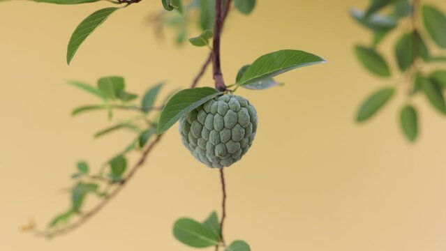 Sweetsop Green Fruit