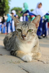 A cat is resting on the school field, behind it are school children playing sports