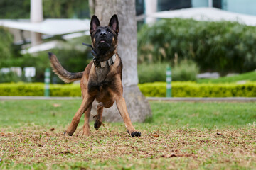 The Belgian Shepherd, also known as the Belgian Sheepdog or the Chien de Berger Belge, is a Belgian...