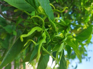 Kenanga or cananga flowers background blue sky