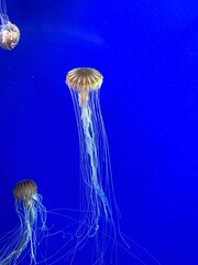 jellyfish in the water