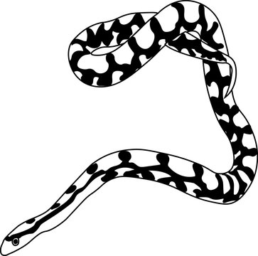 corn snake illustrated on a white background	