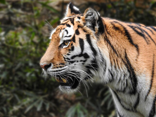 毛並みが美しく野球もゴルフもうまい「タイガー」