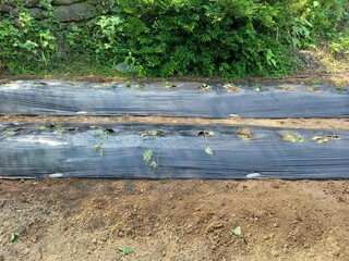 雑草防止の黒マルチをして植えたサツマイモの苗に水をやった後