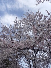 満開の桜と青空