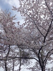 日本の満開の桜