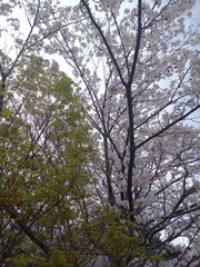 日本の田舎の山にさく桜