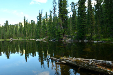 Obraz premium An old felled tree on the surface of a beautiful taiga lake surrounded by tall cedars on a sunny summer day.