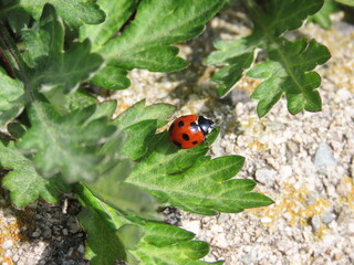 地面の葉っぱにとまるナナホシテントウ