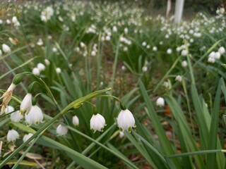 スノーフレーク別名オオマツユキソウ、スズランスイセン