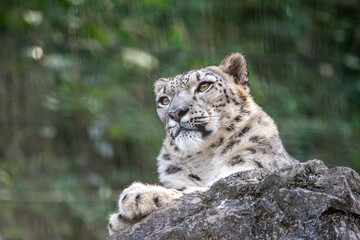 ヒマラヤの寒いところでも元気なユキヒョウ