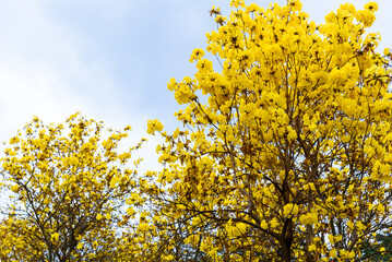 Golden Tabebuia chrysotricha or golden trumpet tree bloom in spring. Golden flowers in the park in south china.