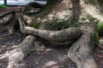 Gran tronco M&eacute;xico 