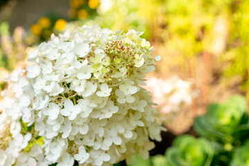 White hydrangea in the summer garden