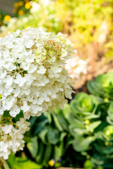 White hydrangea in the summer garden