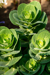 Decorative garden cabbage in a summer park