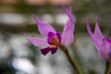 La belleza de las Flores Jard&iacute;n Bot&aacute;nico Ciudad de M&eacute;xico