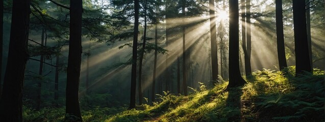 Sun beams in morning Forest