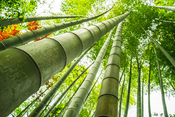 乱立する竹林を見上げる　
Looking up at the bamboo forest