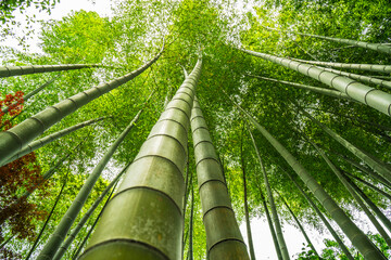 乱立する竹林を見上げる　
Looking up at the bamboo forest