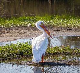 The american white pelican (Pelecanus erythrorhynchos).