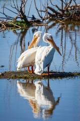 A couple of american white pelican.