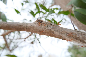 Red ants on a tree