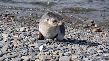 Antarctic fur seal (Arctocephalus gazella) pup on the beach at the old whaling station on Stromness, South Georgia Island