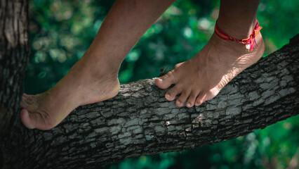 feets waking on the tree, in the jungle, Guatemala