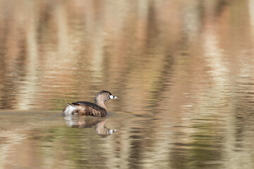 Pied-billed Grebe swimming with reflection at Foothill Regional Park