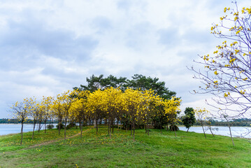 Golden Tabebuia chrysotricha or golden trumpet tree bloom in spring. Golden flowers in the park in...