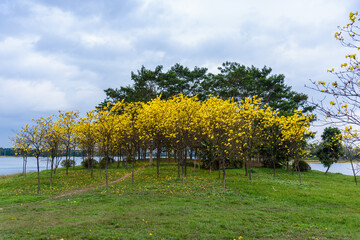 Golden Tabebuia chrysotricha or golden trumpet tree bloom in spring. Golden flowers in the park in south china. Scenery by the river.



