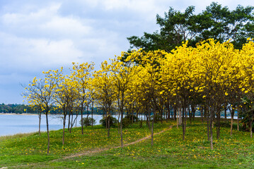 Golden Tabebuia chrysotricha or golden trumpet tree bloom in spring. Golden flowers in the park in south china. Scenery by the river.



