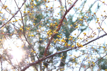 autumn leaves on the tree