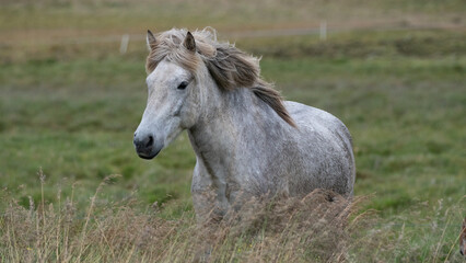 horse in the meadow