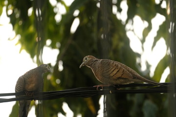 Looking through the wrought iron window. Couple of doves showing their love It was a refreshing early morning.