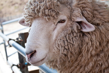 close up of a sheep