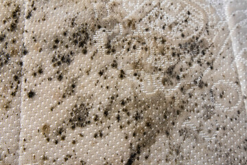 close up of danger black mold on bed sheet material
