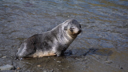 Antarctic fur seal (Arctocephalus gazella) in the water near the beach at the old whaling station on Stromness, South Georgia Island