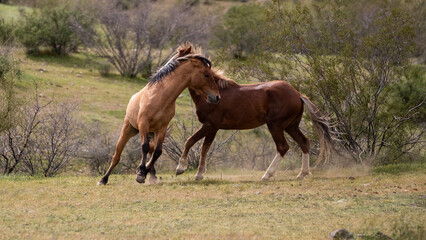 Fighting wild horse stallions in the Salt River desert area near Scottsdale Arizona United States