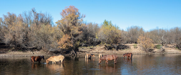 Winter desert scene of small herd of wild horses feeding in the Salt River near Mesa Arizona United...