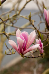 Obraz premium Magnolia blossoms in spring