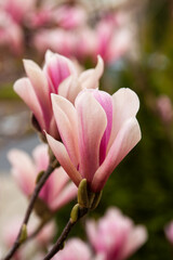 Magnolia blossoms in spring