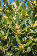 Leaves and buds on a laurel branch. bay tree.