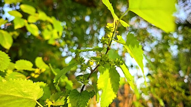 mulberry plant green leaves and growing fruit on a branch slow motion 240fps
