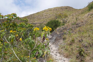 Gelbe Blüten am Wanderweg in den Bergen von  El Valle de Antón in Panama