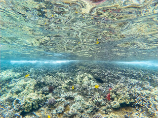 An underwater view of a shallow coral reef in crystal clear water. Molokini Crater Maui Hawaii.
