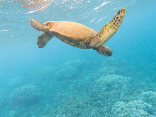 Obraz na płótnie Canvas A close up photo of a Hawaiian Green Sea Turtle swimming over a coral reef.