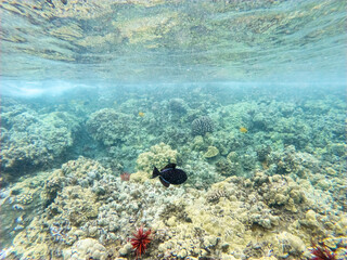 An underwater view of a shallow coral reef in crystal clear water. Molokini Crater Maui Hawaii.