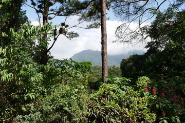 Tropische Natur in  El Valle de Antón in Panama